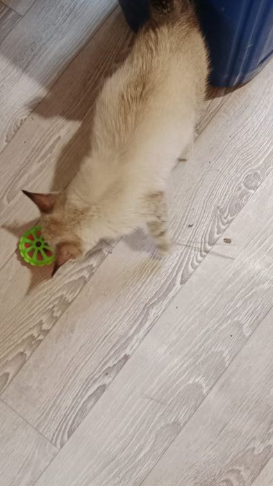 Котёнок сипмский