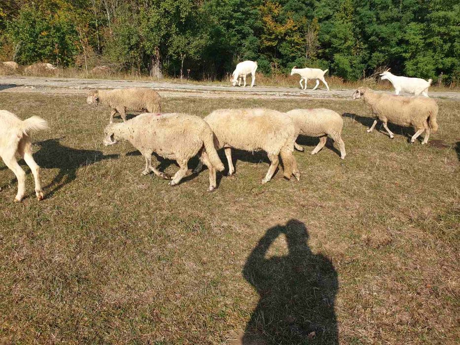 Продавам овце ЦИГАЙ