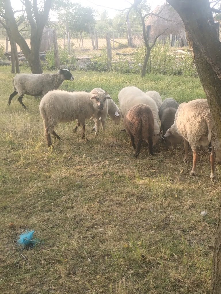 Vând oi de rasă.