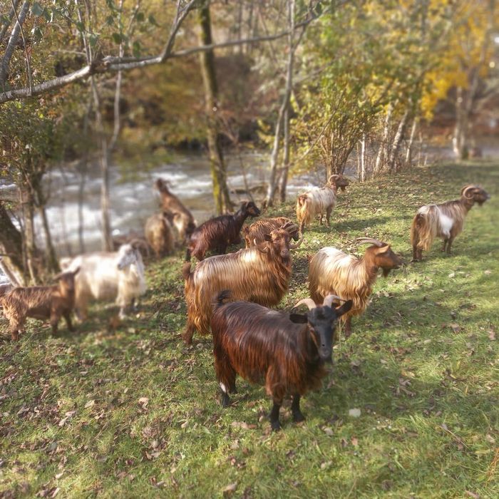 Vand capre si un berbec