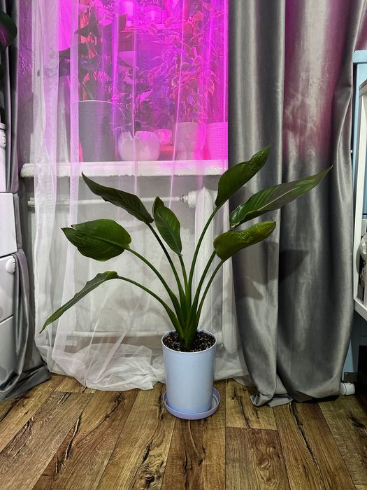 Стрелеция Николая