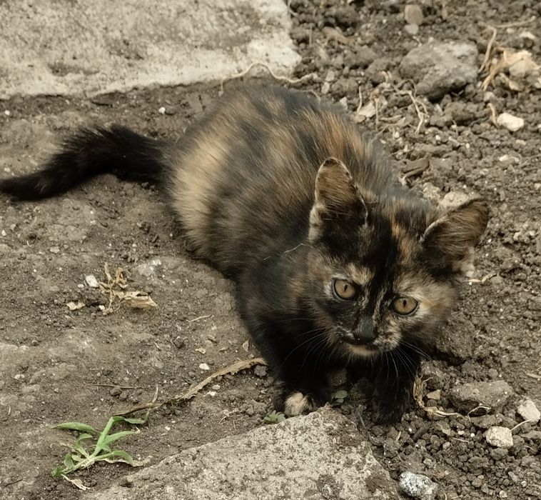 Подарявам котенца