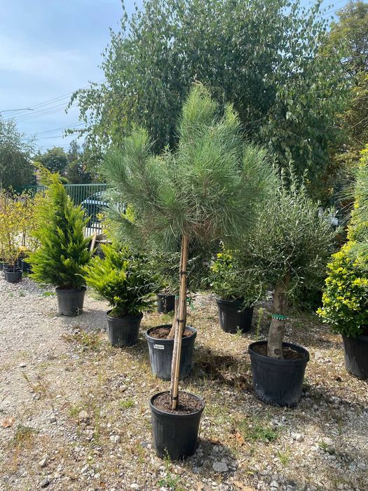 Creează colțuri verzi unice cu plante ornamentale