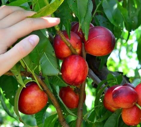 Nectarin pitic Flacăra rosie