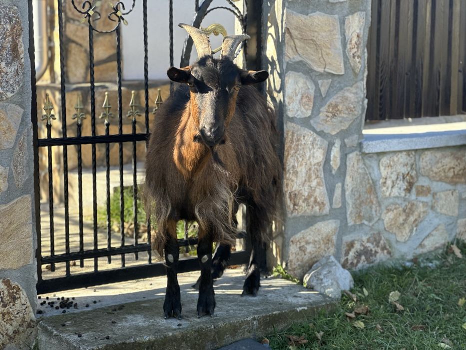 Capre de vanzare