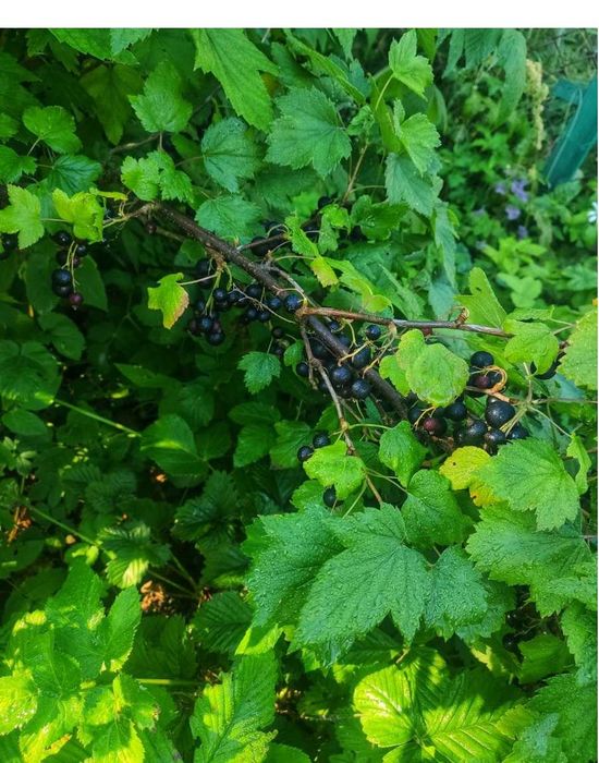 Продам саженцы чёрной смородины