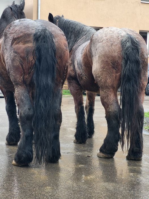 Iapa si cal de vanzare pereche