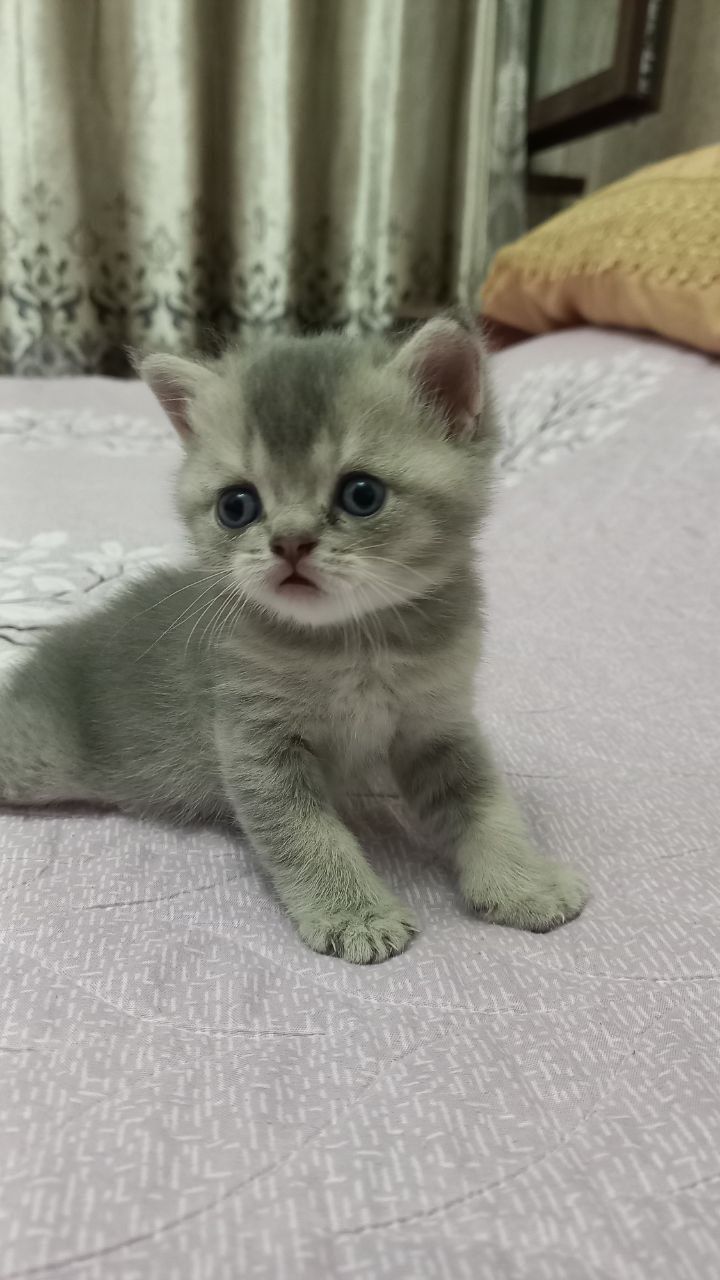 Продаётся котёнок
