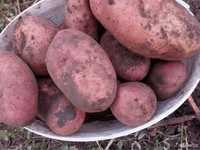 Домашняя картошка (дачная)