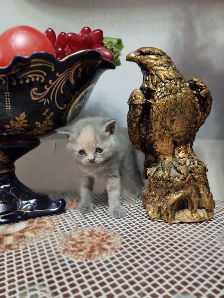 Продаются котята