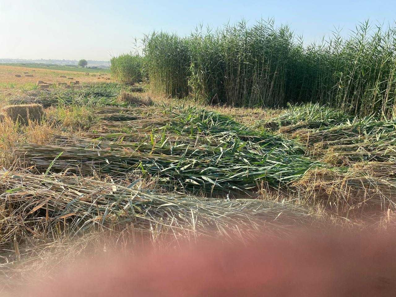 Qamishlar bor sotilad