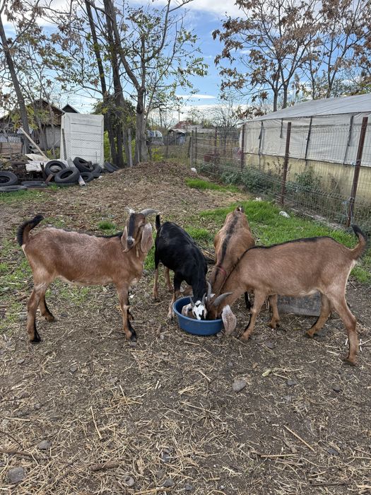 Vand iezi anglo - nubieni de 10 luni,crescuti acasa