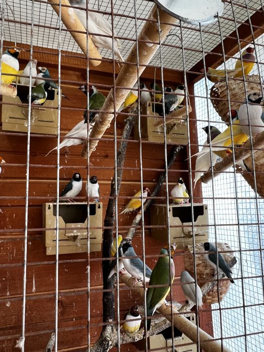 Gulzi gould amandine