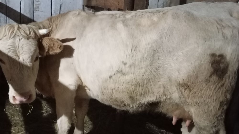 Vând vacă cu vițel