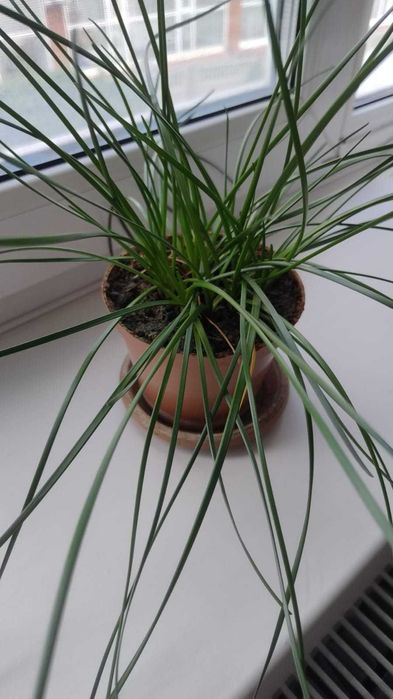 продам цветы в горшках