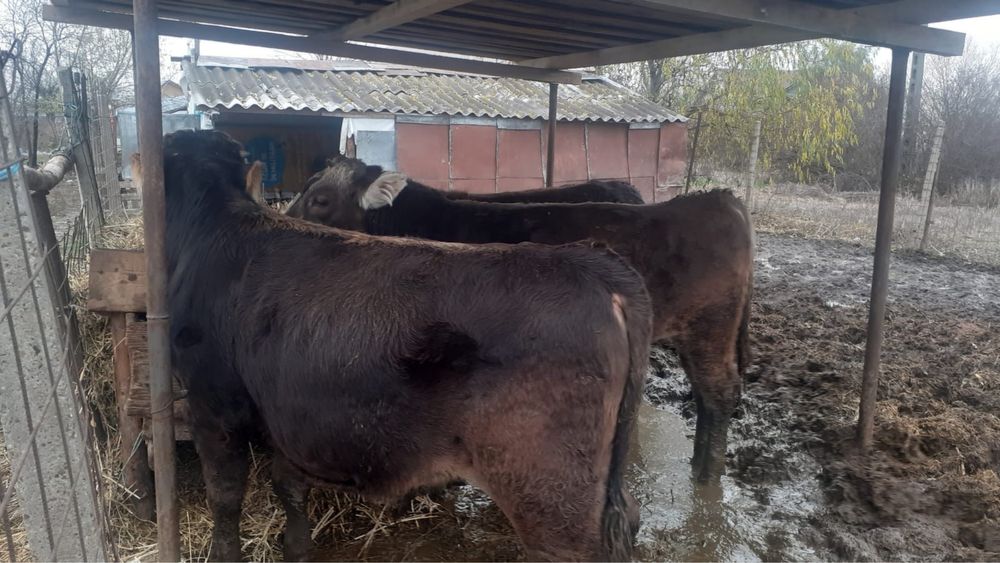 Vand carcasa de vitel