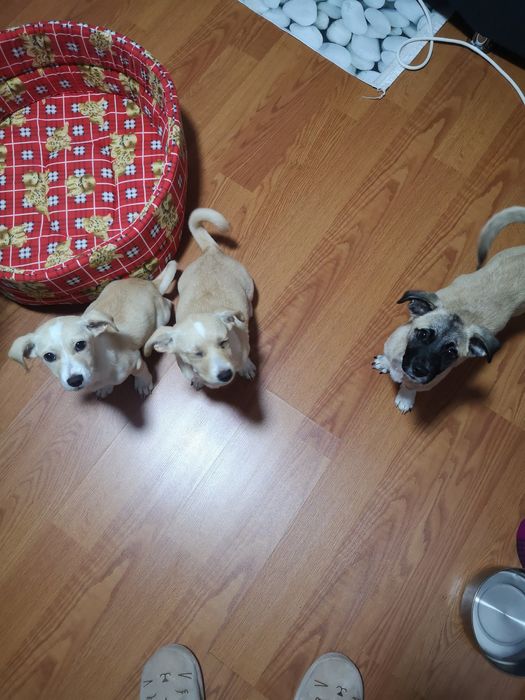 Donez catelusi  forte bine ingrijiti