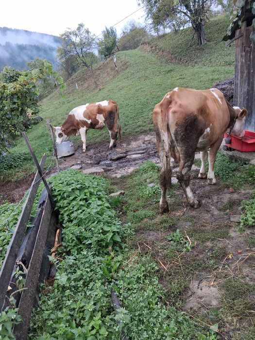 2 vaci tinere de vânzare