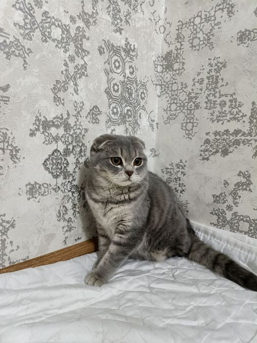 Scotish fold ugil bola