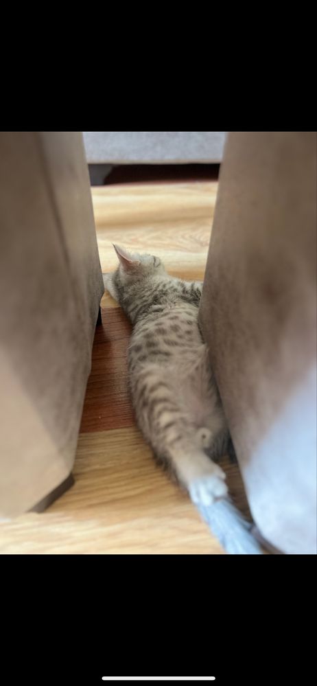 Отдаём котёнока Мальчика с мраморным окрасом . Только ответственным!!!