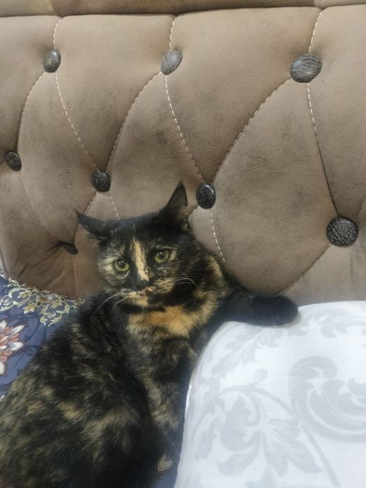 Hadyaga mushuk beriladi