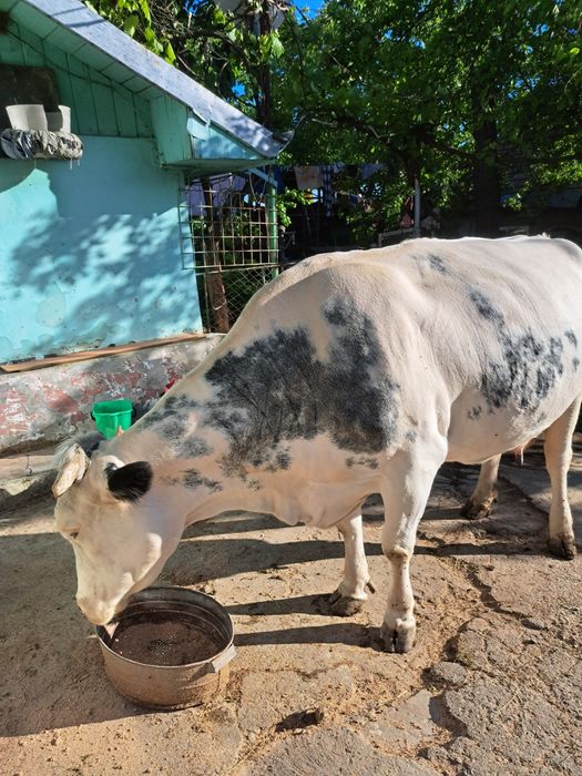 Vaca Bleu Belge.