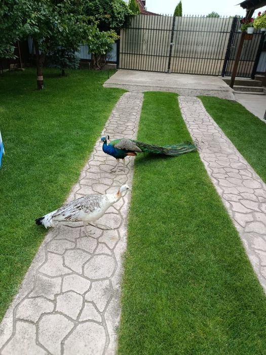 Vand o pereche de pauni maturi+ 1 pui de 2 luni