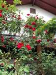 Casă de vânzare P+1, Tatarasi – Strada Răchiți (Piata Chirila)