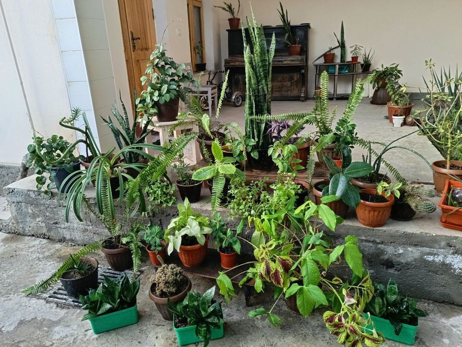 Комнатные цветы .