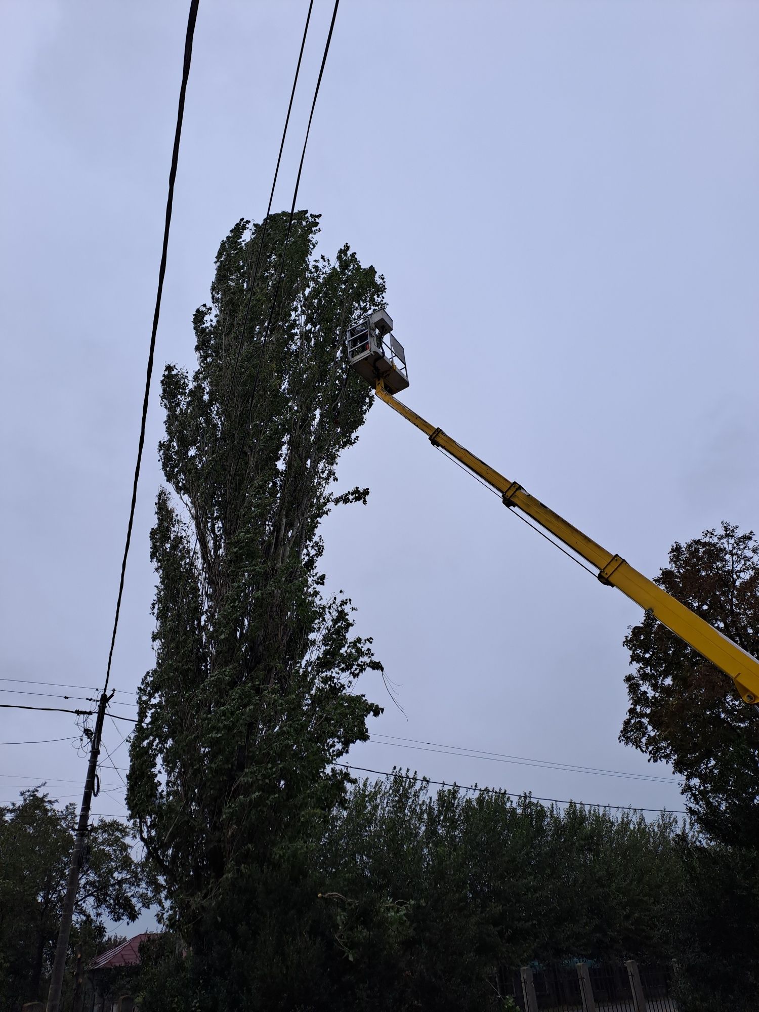 Tăiere/Toaletare Copaci Foarte Înalți.