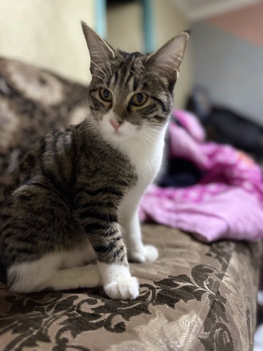 В добрые руки отдаем котят