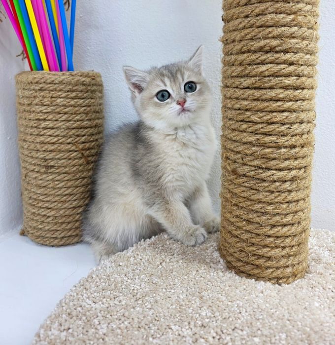 Британские девули  ждут любящих и ответственых хозяев