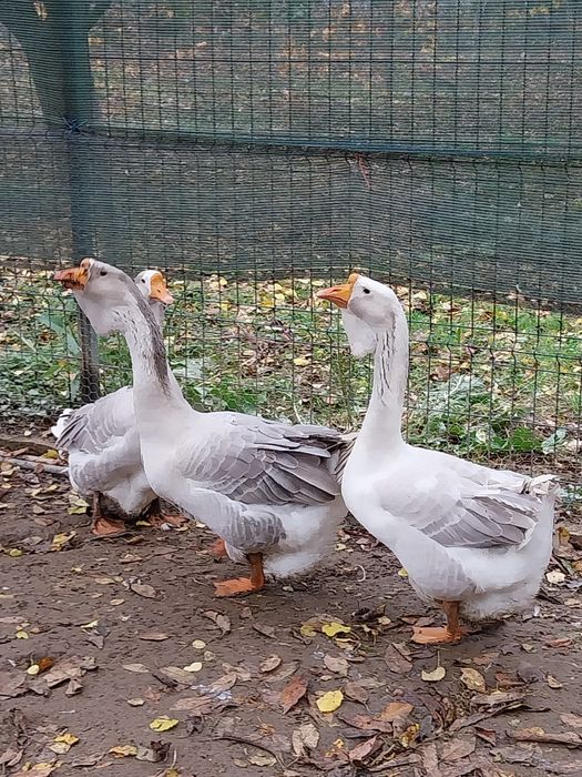 Pereche gaste holmogor