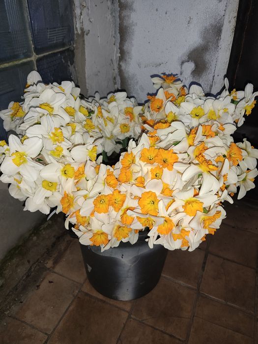 Продаются луковицы нарциссов. Сортоосмесь голландских сортов(5 сортов)