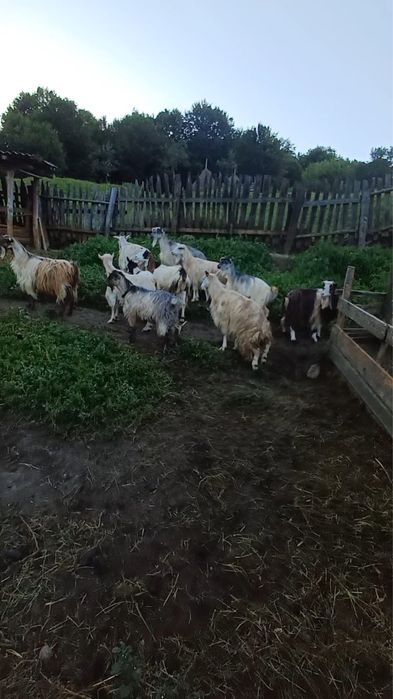 Capre carpatine bune de lapte