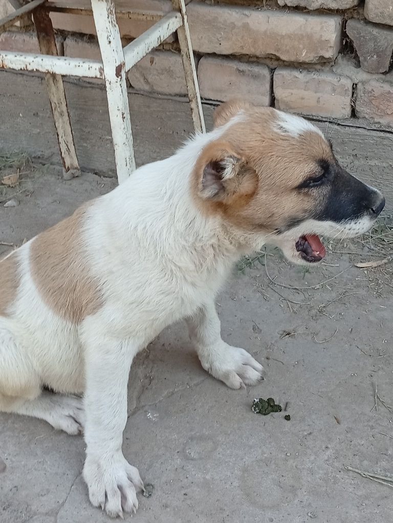 Alabay 1 oylik sotiladi