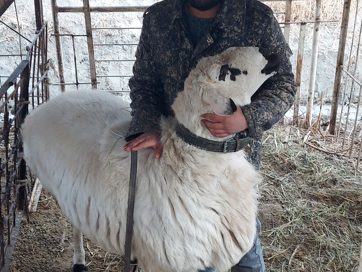 Кучкор сотилади зотга