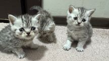 Котята породистые британская шиншила