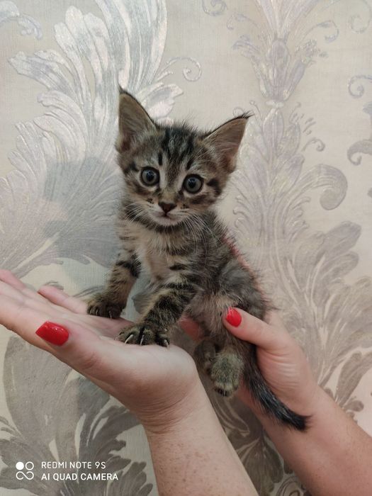 Мартин ищет добрые ручки. Мальчик 2 месяца. Юнусабад