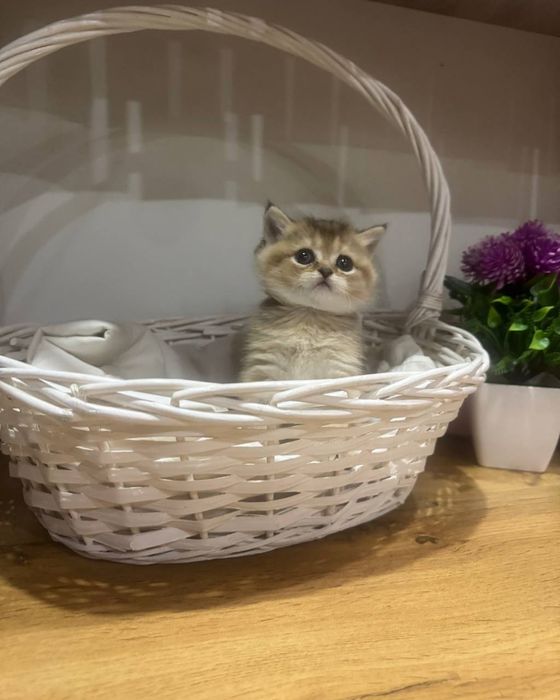 Девочка скоттиш страйт золотая шиншилла