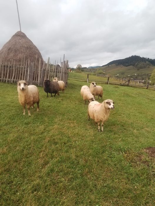 Vând oi de bune de ținut sau taiat