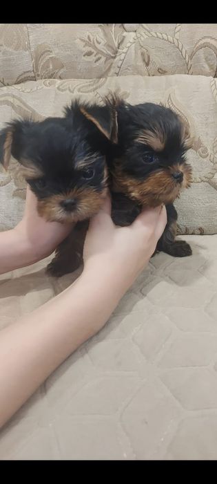Щенки мини Йорка