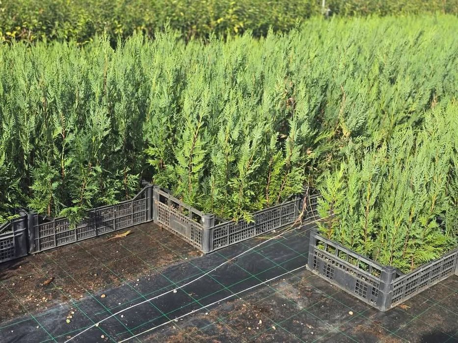 Leylandi chiparos altoit ideal pentru gard viu înălțime 80-230cm