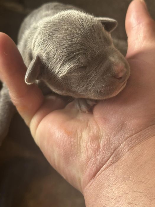 Питбулчета на на 2 седмици търсят нови стопани