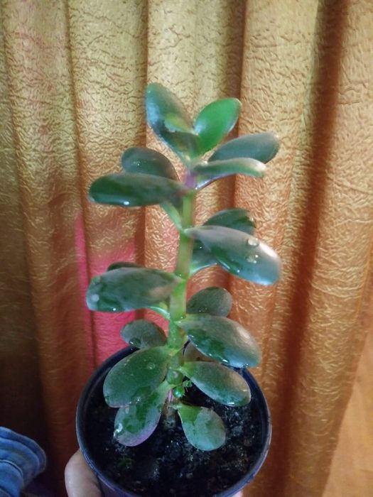 Комнатные растения:крассула, традесканция зелёная,пиперомия.