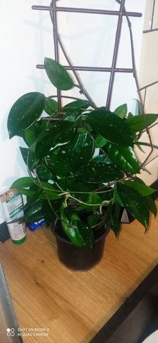 Flori Epipremnum, pothos, hoya