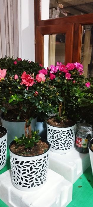 Азалеа гулари сотилади