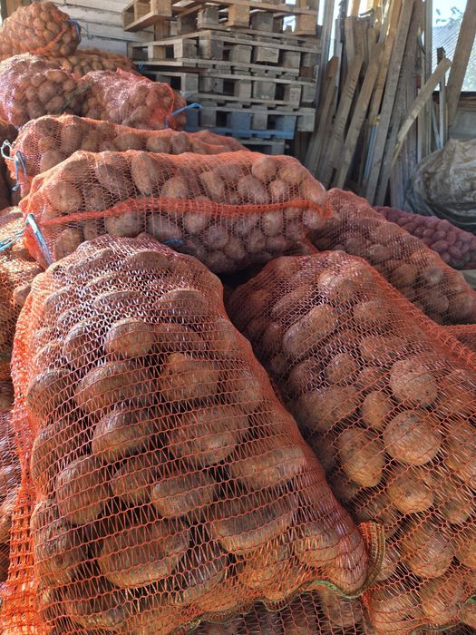 Vând cartofi consum