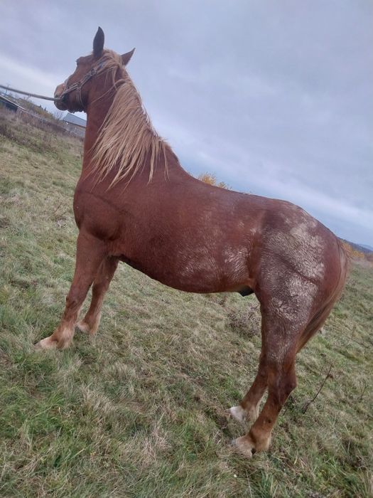 Cal castrat de vanzare