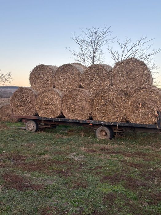 Vând baloți tocătură de porumb